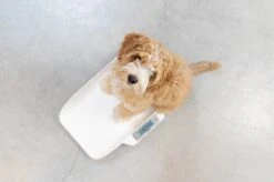 Alecto BC-29 - Babyweegschaal, Wit 20 Alecto BC-29 - Babyweegschaal, Wit -Winkel Voor Thuisgezondheidsmeetapparatuur 1200x799