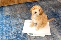 Alecto Baby BC-10 Baby En Peuterweegschaal - Best Verkochte Weegschaal -Winkel Voor Thuisgezondheidsmeetapparatuur 1200x799 8